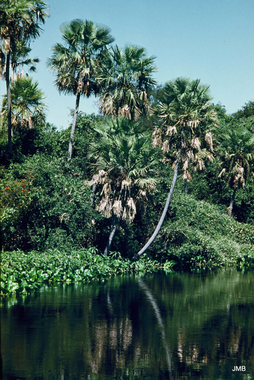 AÑO 1979 - COLOR - VIDA CAMPESINA EN PARAGUAY (JOSÉ MARÍA BLANCH)